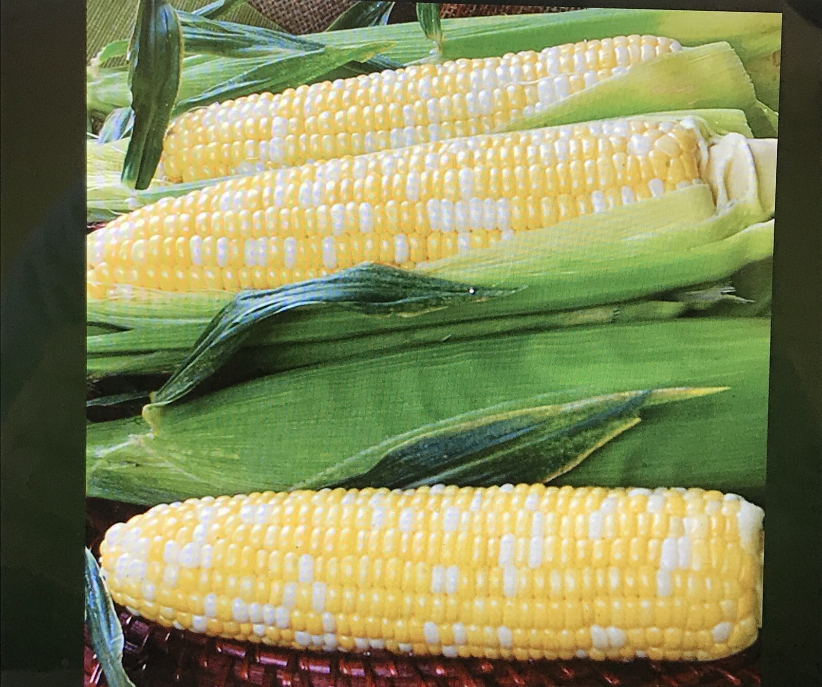 G90 Delicious Hybrid Sweet Corn Seed Bicolor Treated 1400 Seeds, 1lb 95% Germ.