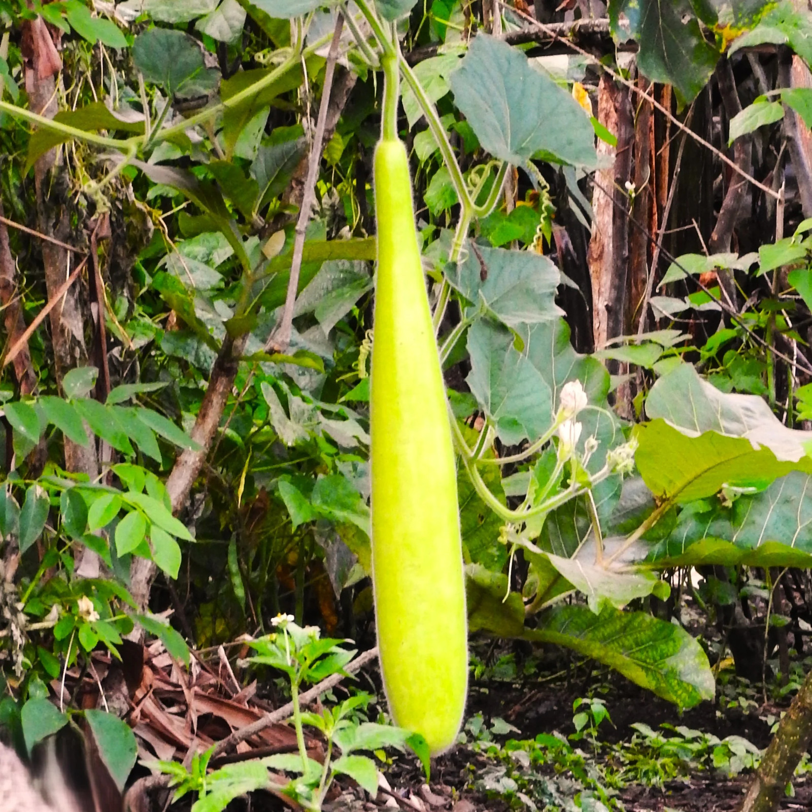 Nam Tao Long Bottle Gourd Seeds | Hybrid Indian Calabash Snake Melon Seed 2025