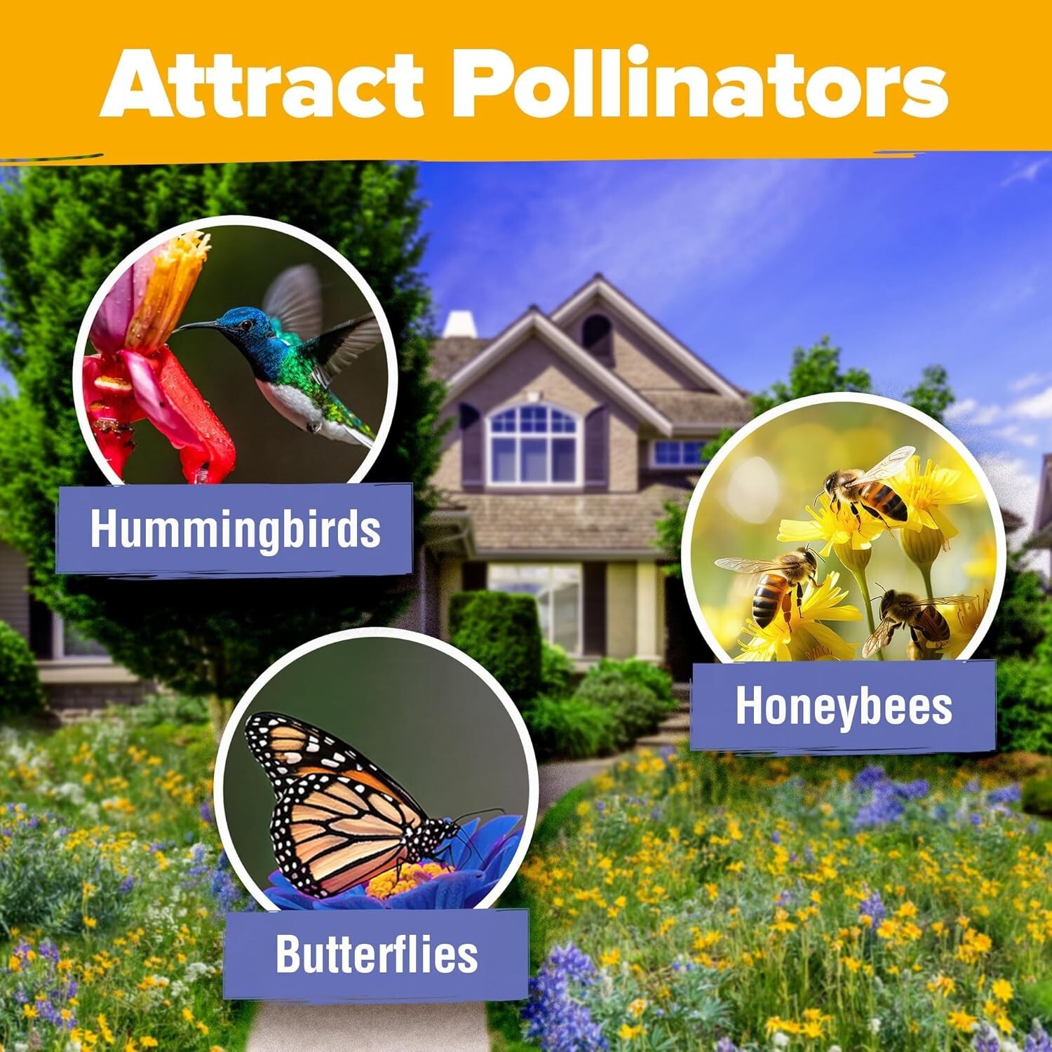 Non-GMO Midwest Wildflower Seeds – Easy Growth for Spring to Summer Gardens