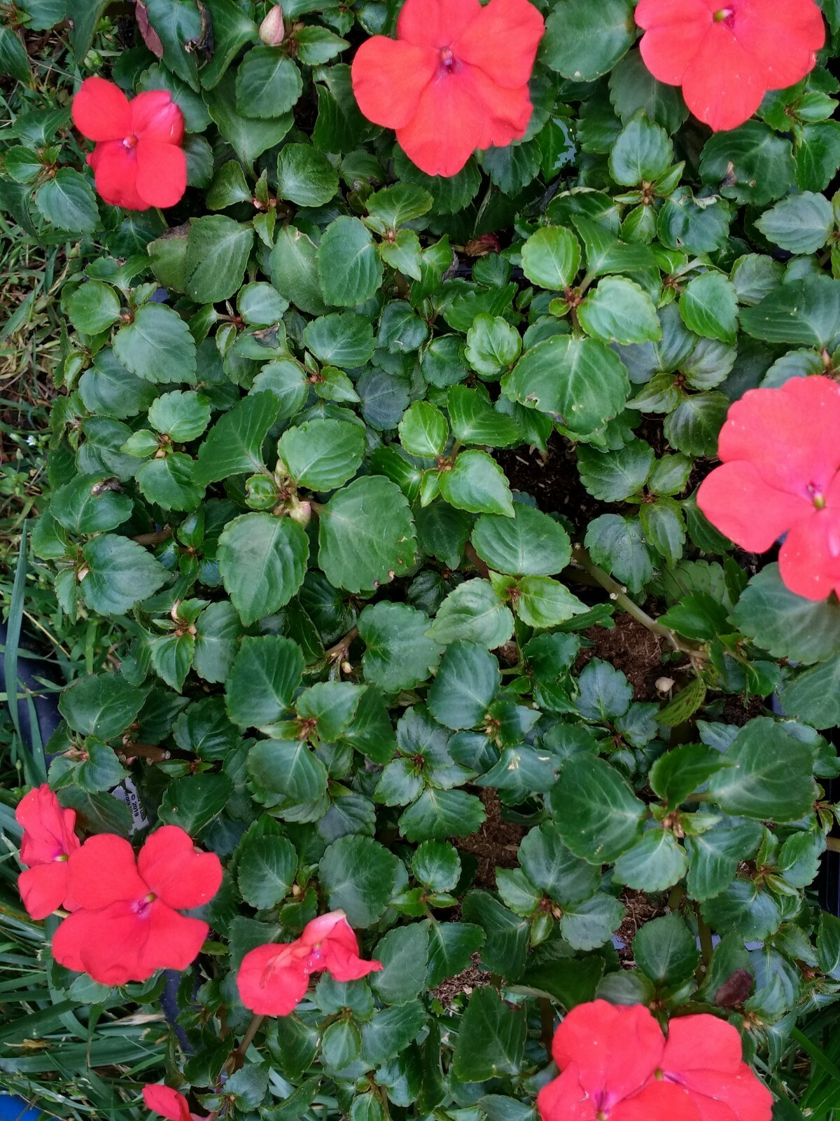 Impatiens annual flowers, BUY 6 GET 6 FREE (Total 2-six packs count plants)