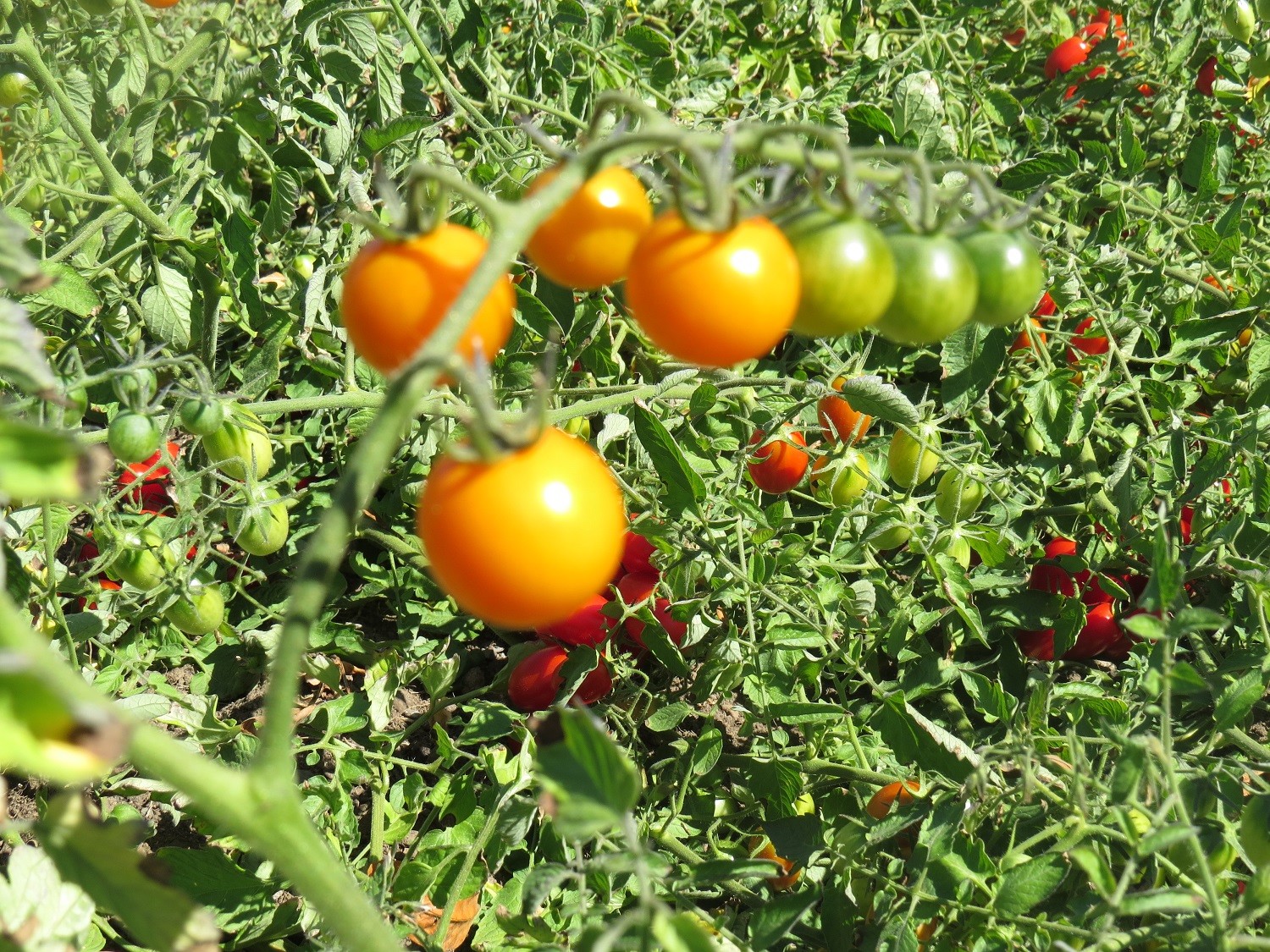 MPB#5 Tomato Seeds 25 Sunsugar Seeds Sun Sugar Tomato