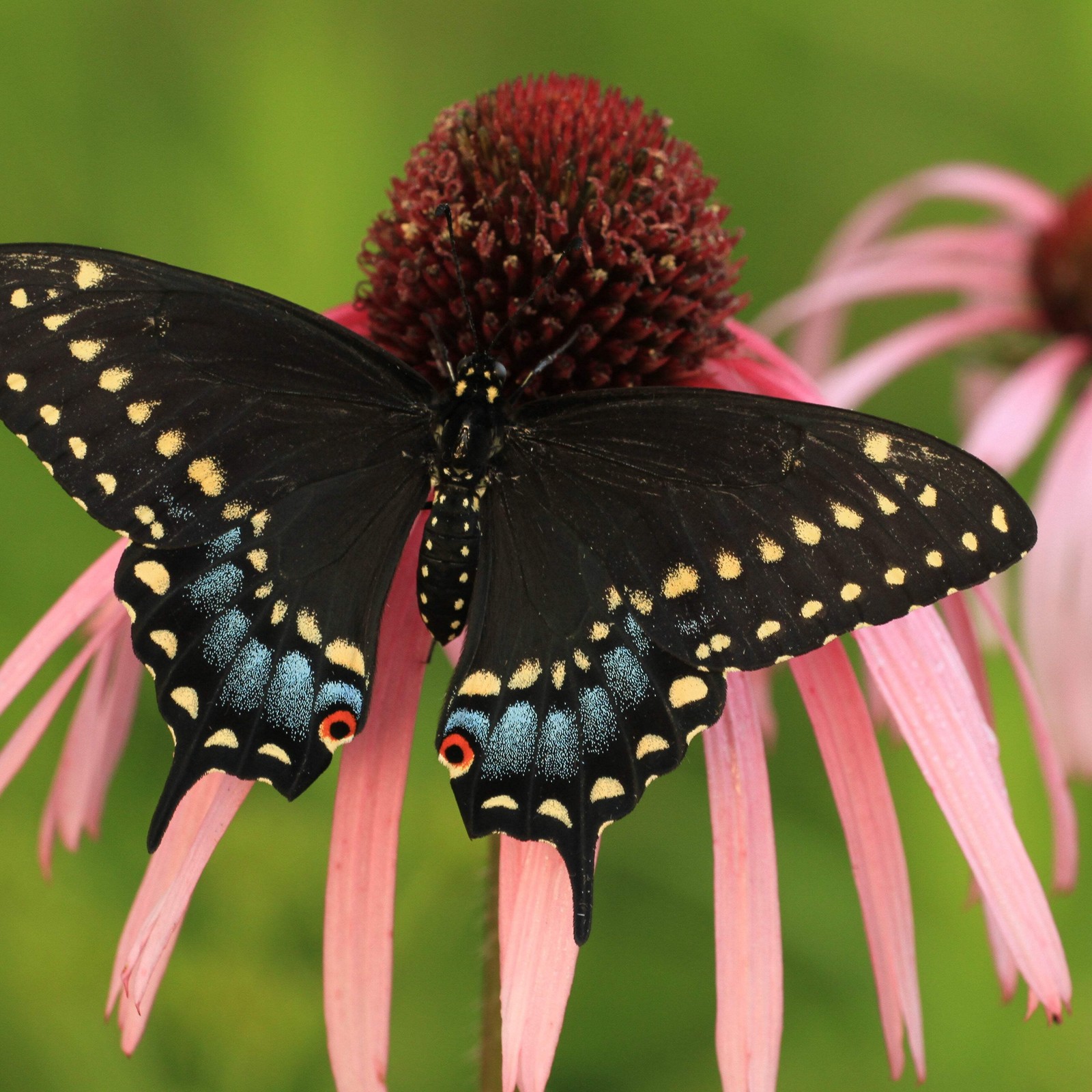 Echinacea pallida Seeds (Echinacea pallida) ~Native Wildflower Pollinator Garden