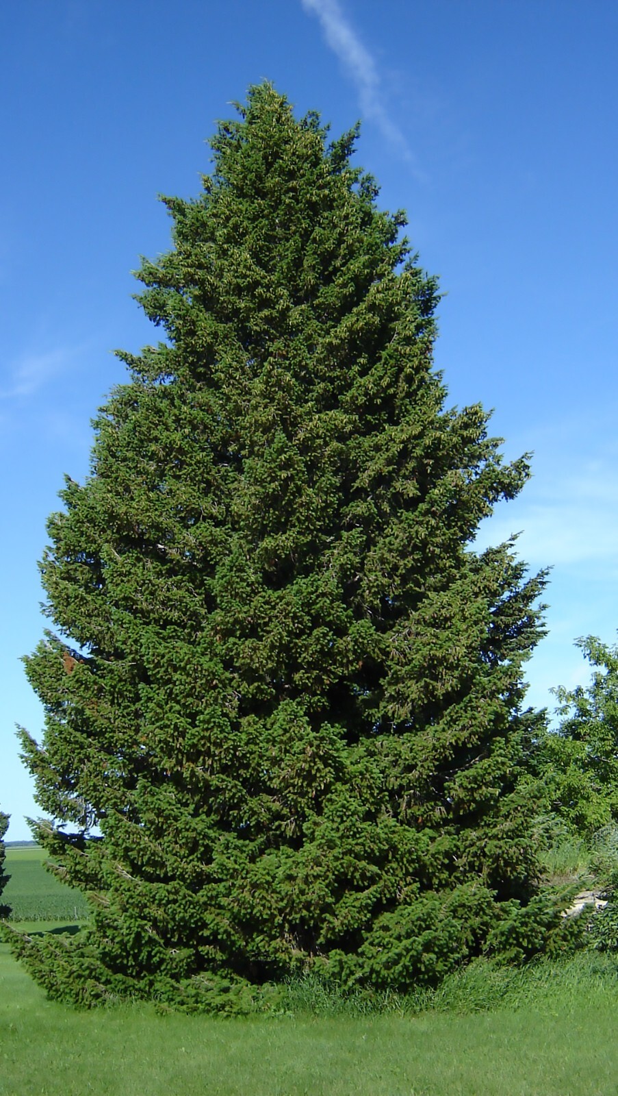 Green Douglas Fir, Pseudotsuga menziesii, Tree Seeds