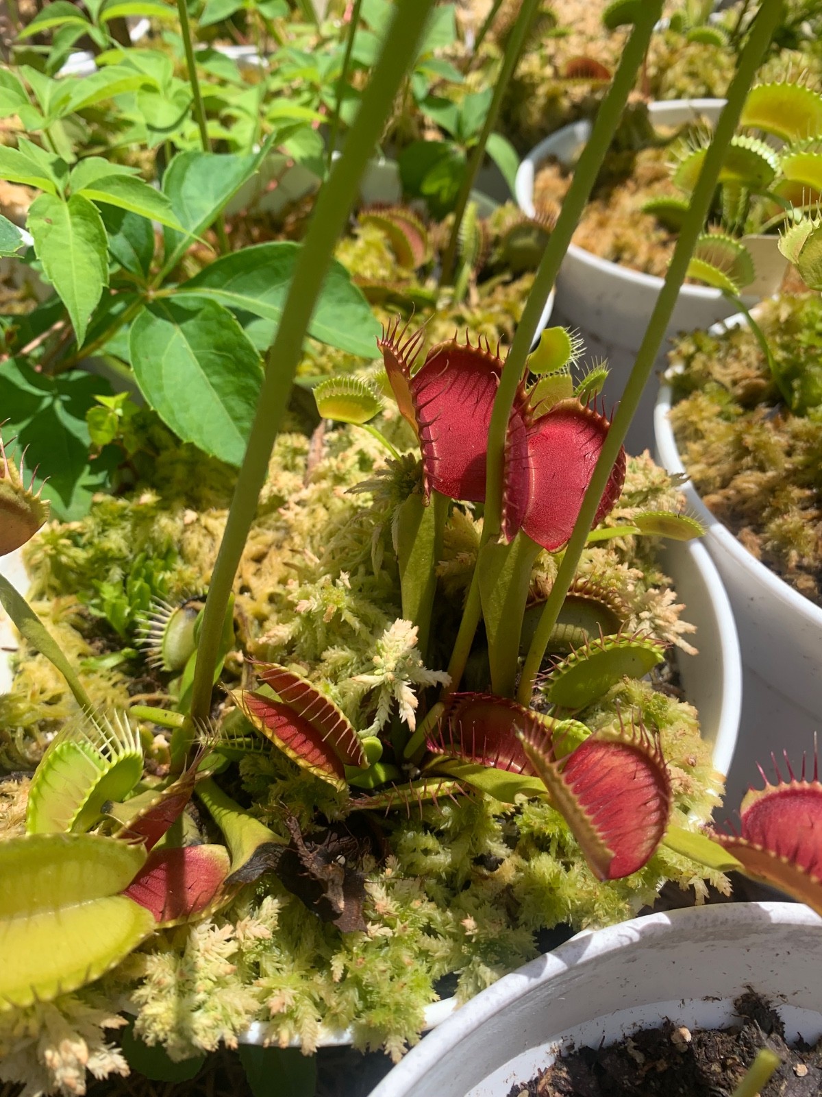 100+ Venus Flytrap seeds + Maxsea plant food