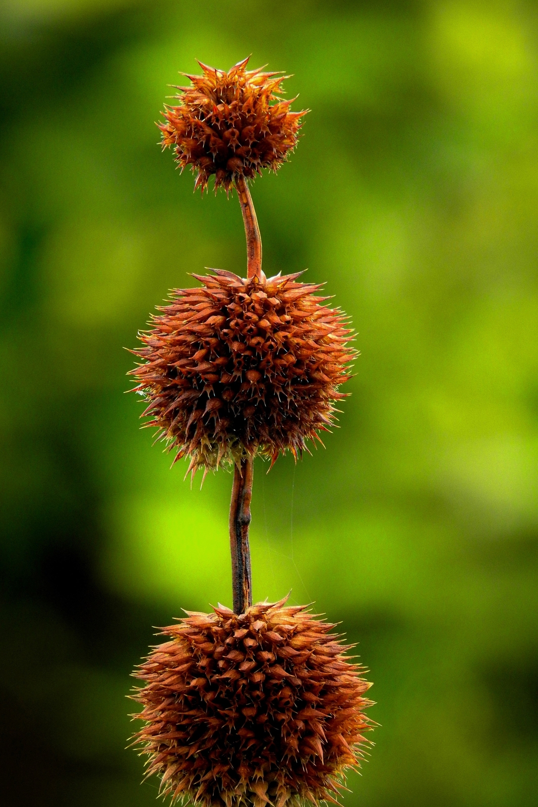 25 Wild KLIP DAGGA Leonotis Nepetifolia Lions Ear Lions Tail Orange Flower Seeds