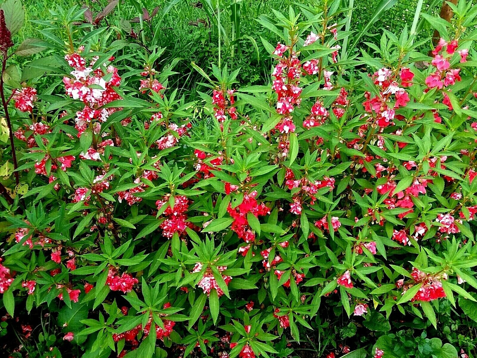 Peppermint Sticks Balsam -25 SEEDS- Beautiful Variegated Flowers Look Like Roses
