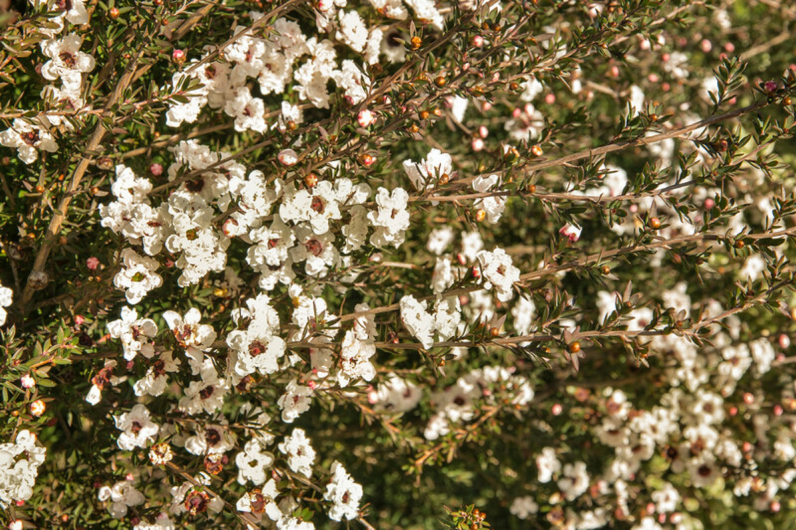 100+ Manuka Tea Tree Seeds – Medicinal Tea Bush, Honey, New Zealand, USA SELLER