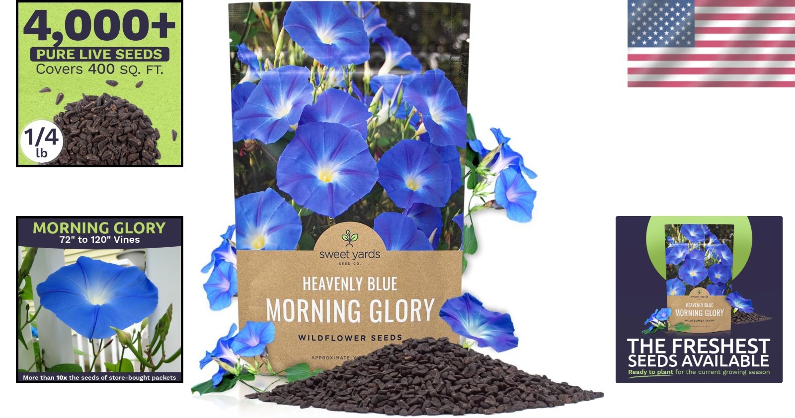 Bulk 1/4 Pound Morning Glory Seeds – Heavenly Blue Flowers with 4000+ Seeds