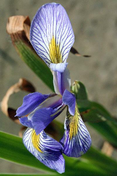 Iris versicolor | Northern Blue Flag | Liver Lily | Water Iris | 10 Seeds