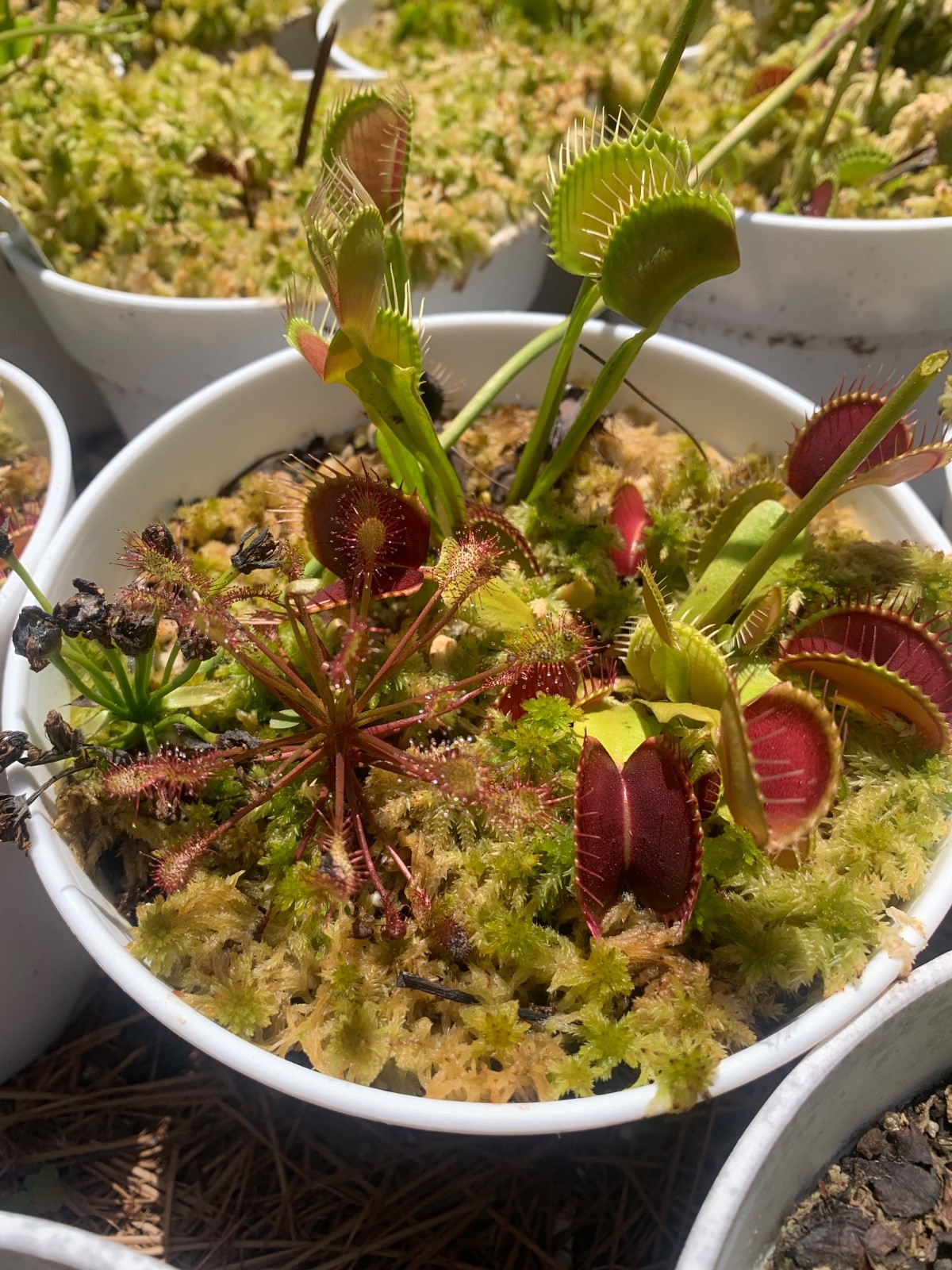 100+ Venus Flytrap seeds + Maxsea plant food