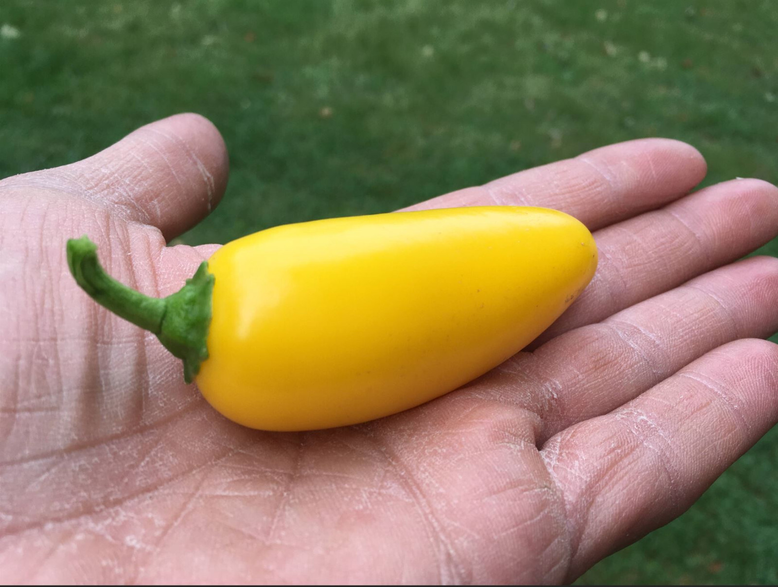 35 NuMex Lemon Spice Yellow Jalapeno Pepper Seeds – Open Pollinated – High Yield