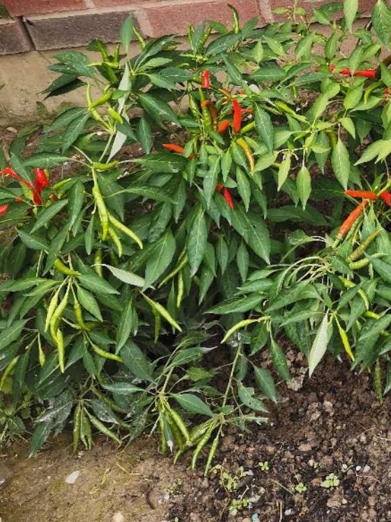 30+Rice grain chili Xiaomi La hot Chili pepper seeds 30多粒小米辣种子 2023年新种子