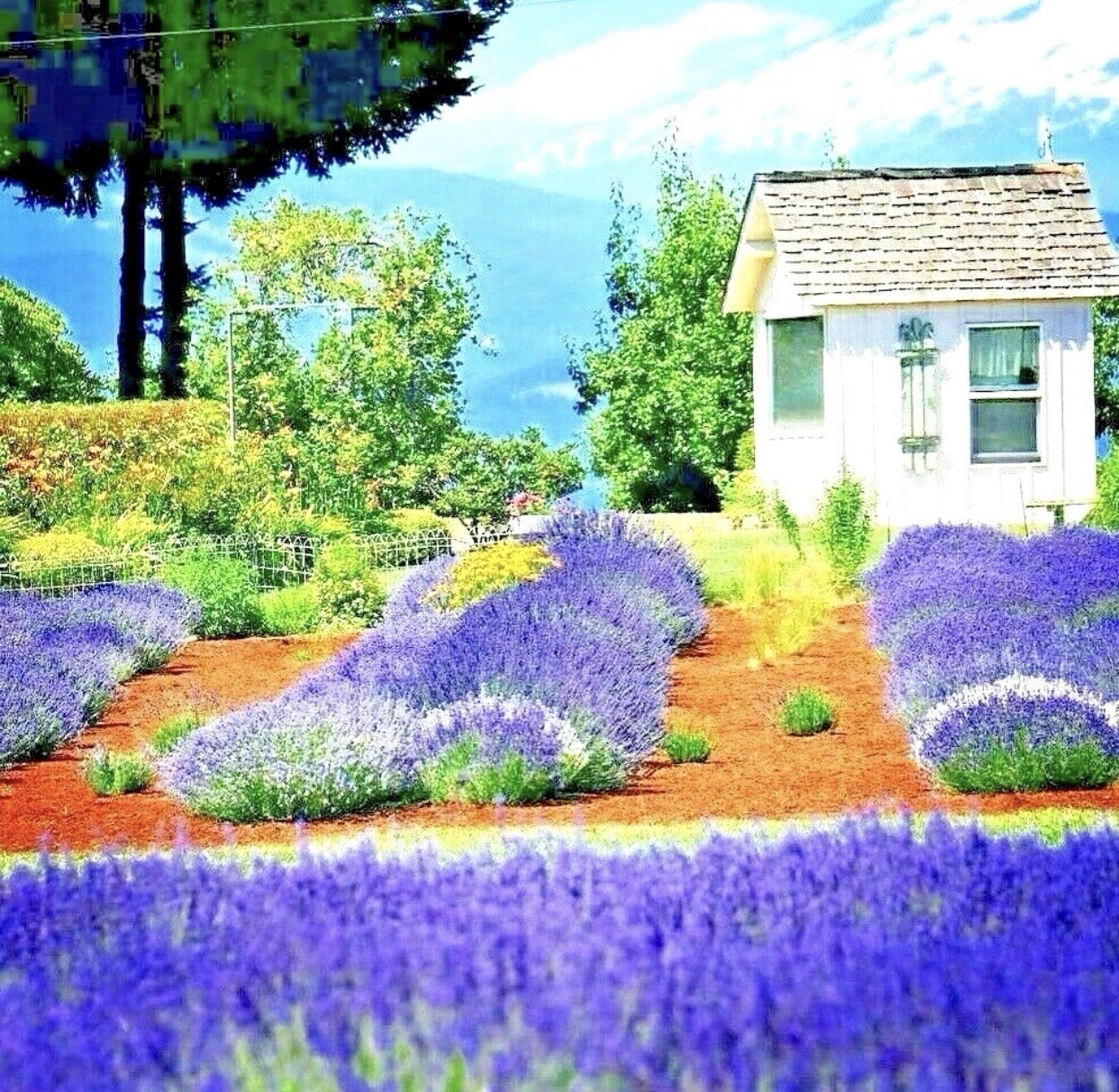 1200+ ENGLISH LAVENDER SEEDS 🌱 HEIRLOOM MOSQUITO REPELLENT HERB FREE SHIPPING