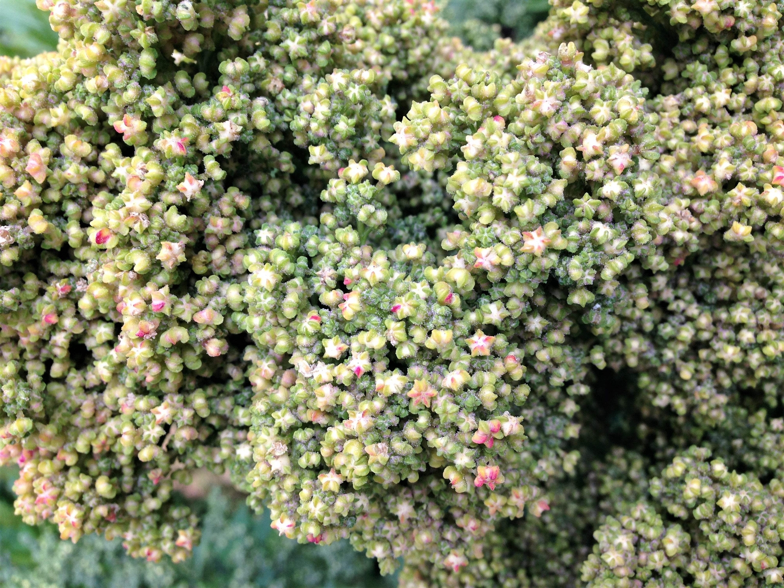 50 Organic MINT VANILLA QUINOA Green & White Chenopodium Vegetable Grain Seeds