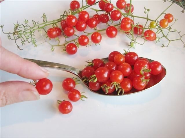 World’s Smallest Tomato 25 – 2000 Seeds – Dwarf Red Currant Productive heirloom