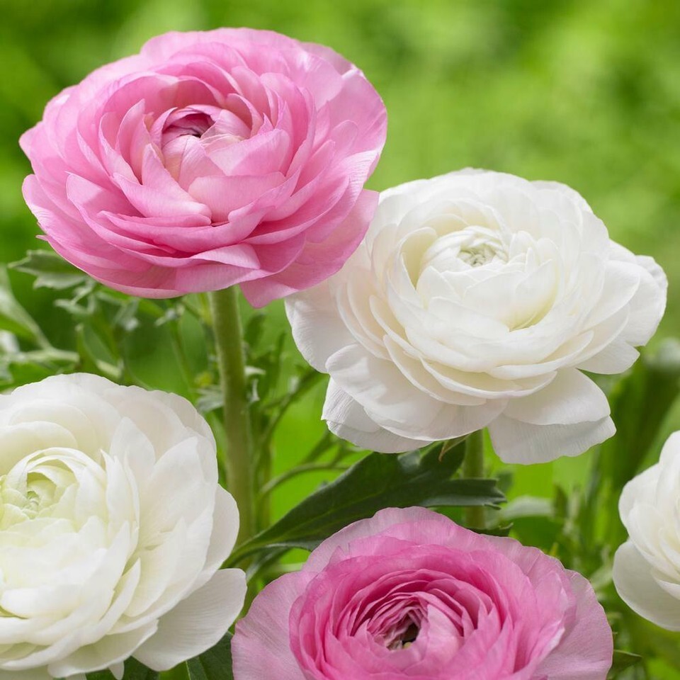 25 Ranunculus Bulbs Mix Pink Red Yellow Purple Peony Rose Garden Spring Flowers