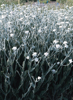 Lychnis coronaria Alba 2,000 seeds