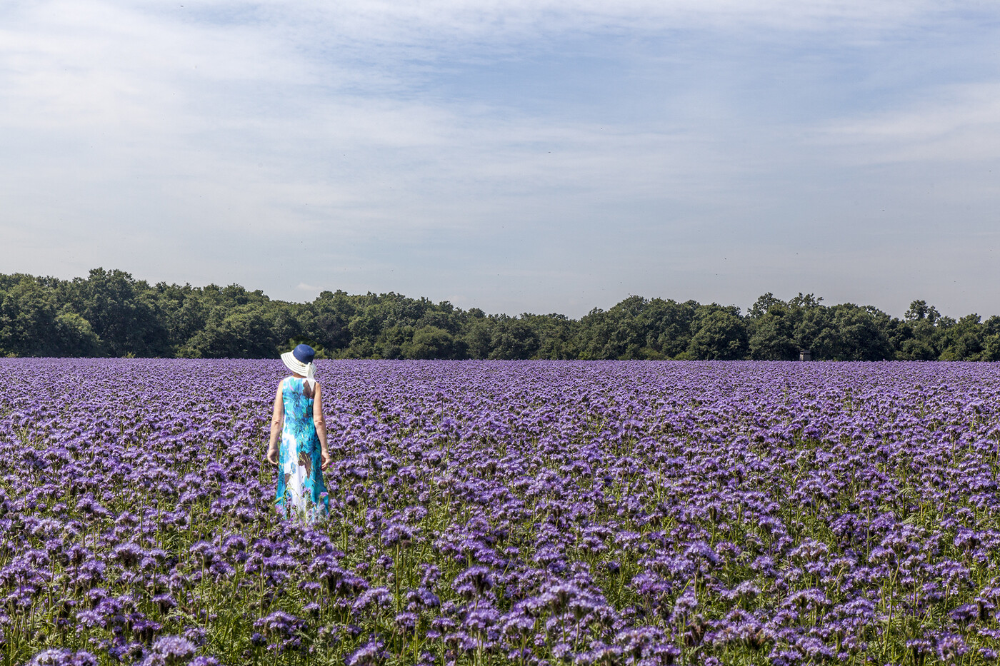 300+ LACY PHACELIA SEEDS Phacelia Tanacetifolia cover crop, attract pollinators