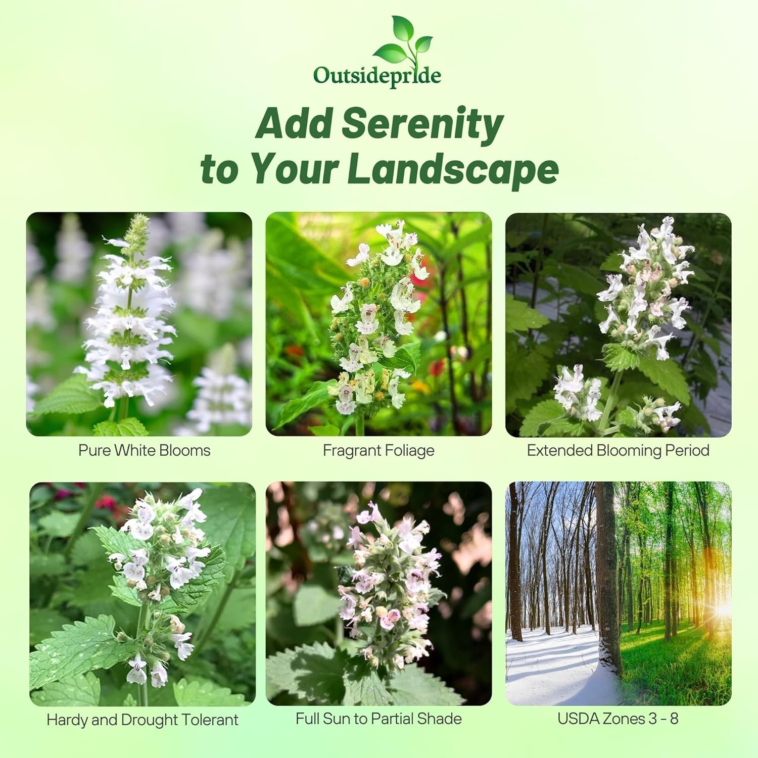 5000 Seeds Common Catmint Nepeta Cataria White Flowering Drought Resistant Herb