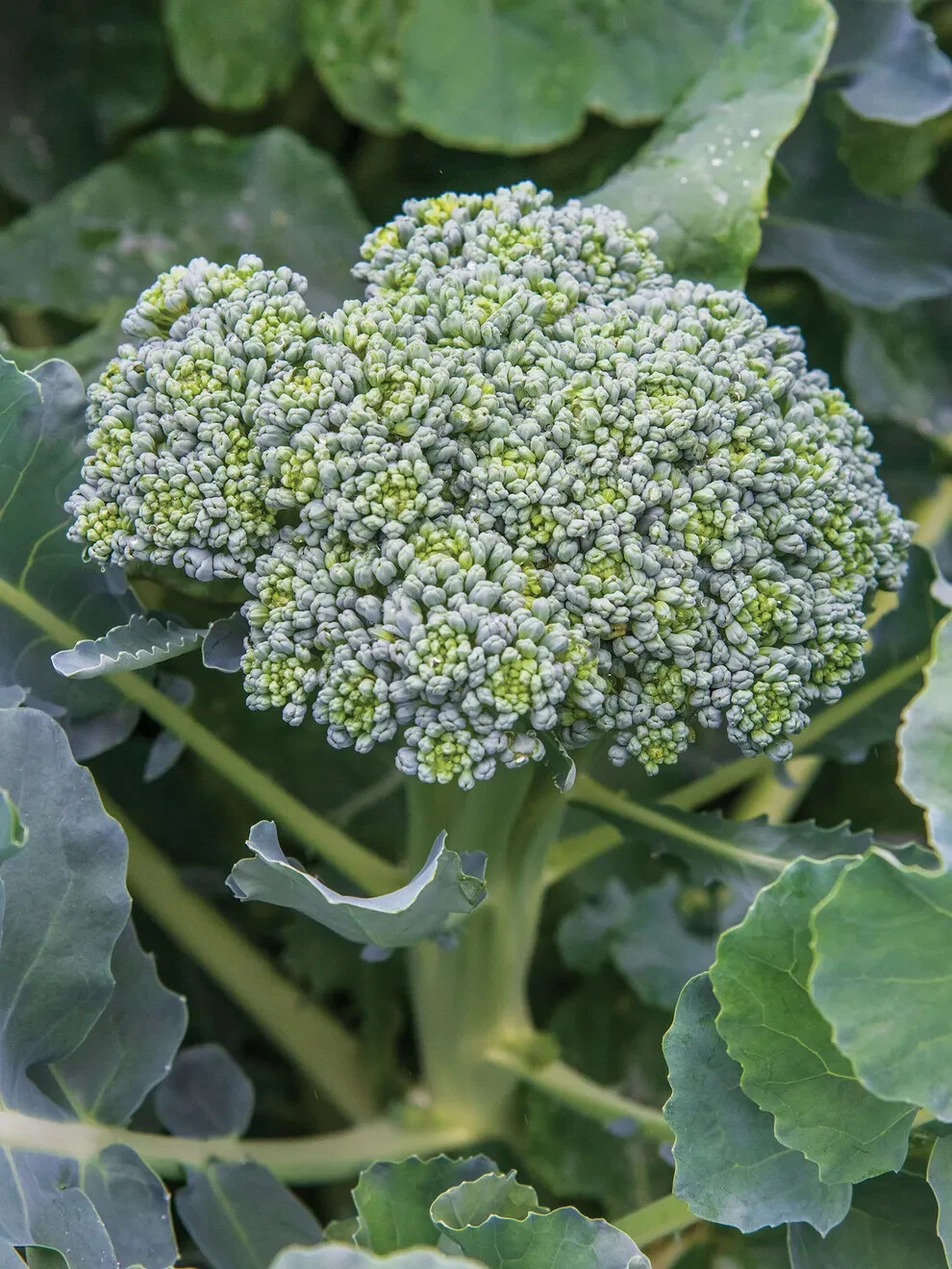 250+ seeds, Broccoli Seeds – Waltham 29, heirloom, open pollinated, Non-GMO