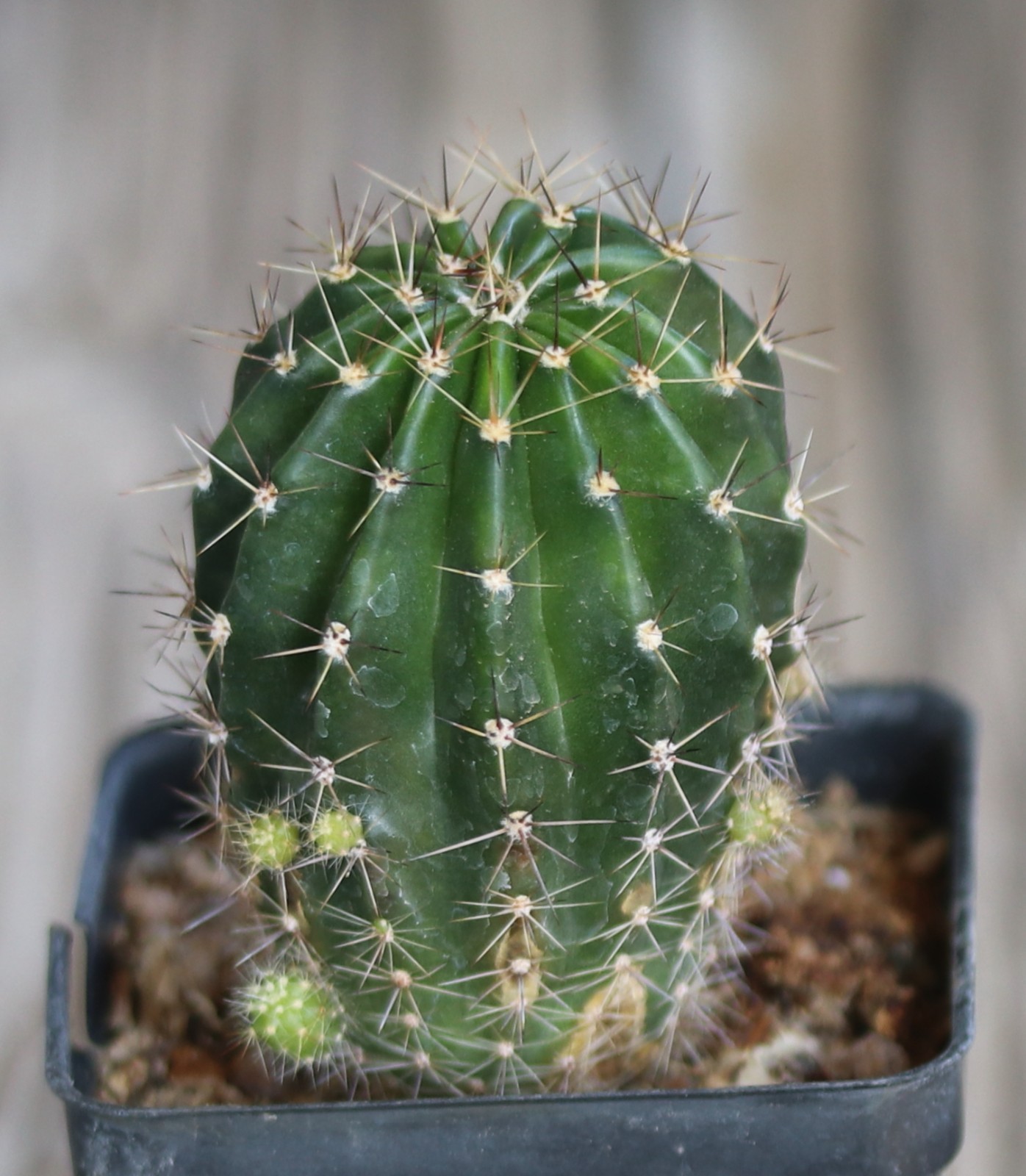 Echinopsis hybrid ‘Candy Cream’