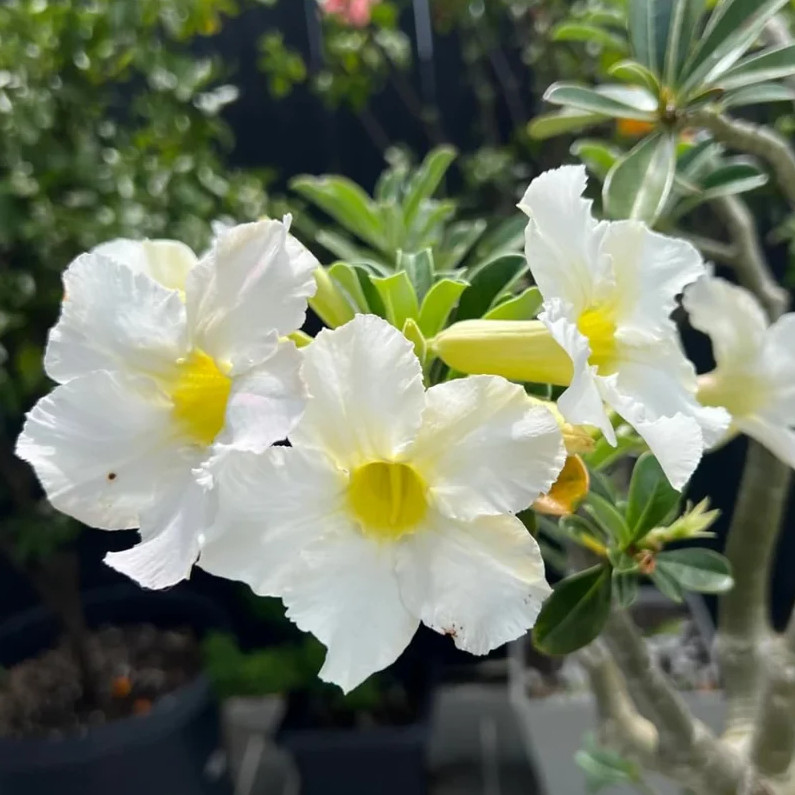 White Desert Rose Live Starter Plant – 3-6″ Tall – Adenium Obesum Succulent