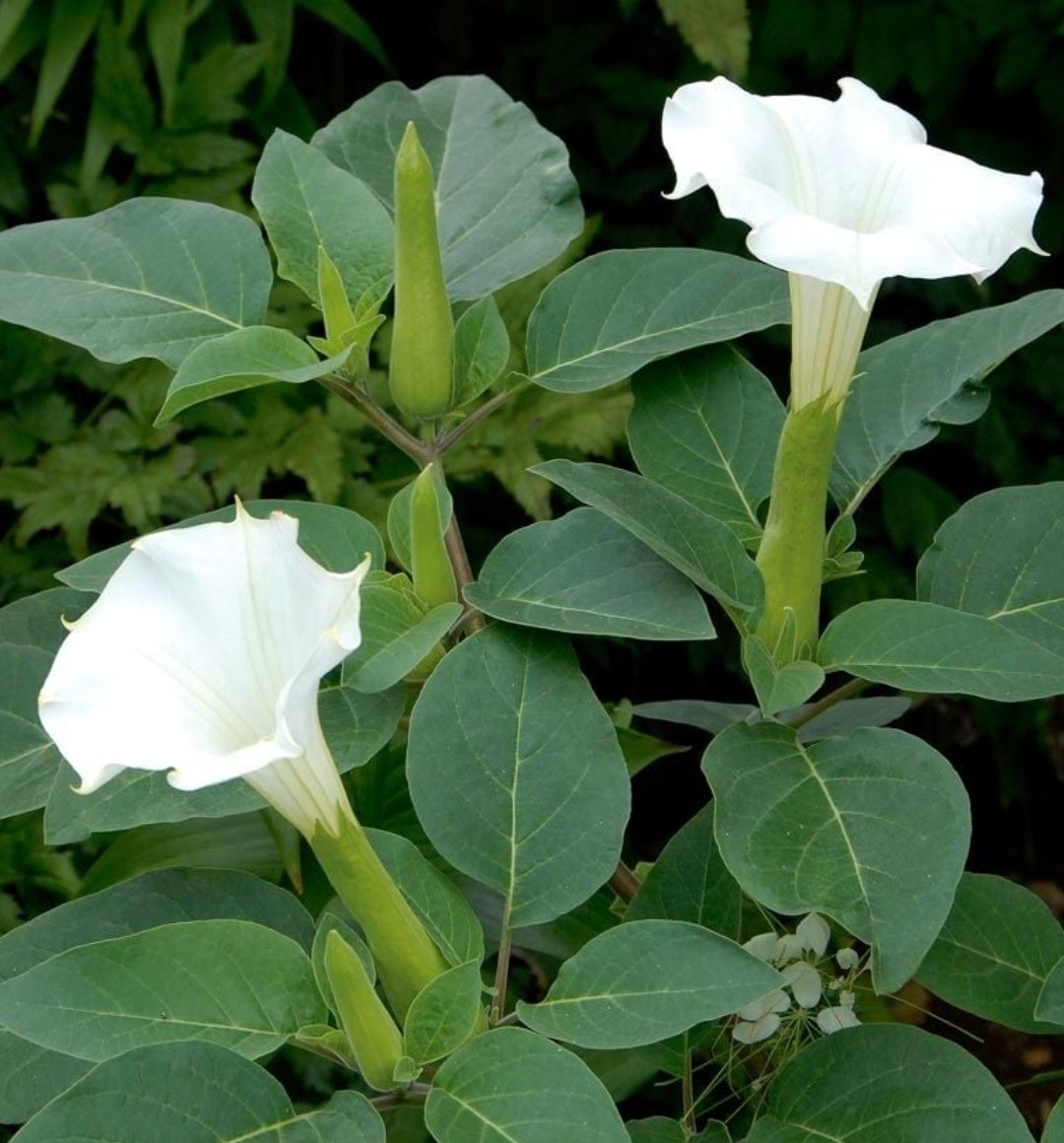 20 Seeds For Datura Plants – Big White Flowers – Night Blooms Moon, Trumpet