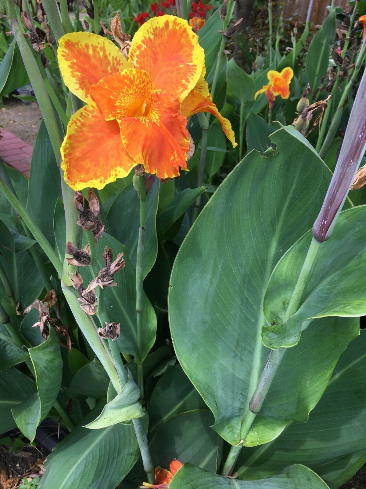 Yellow & Orange Canna Lily Bulbs. 15 Bulbos de Coyol Amarillos Con Anaranjado.