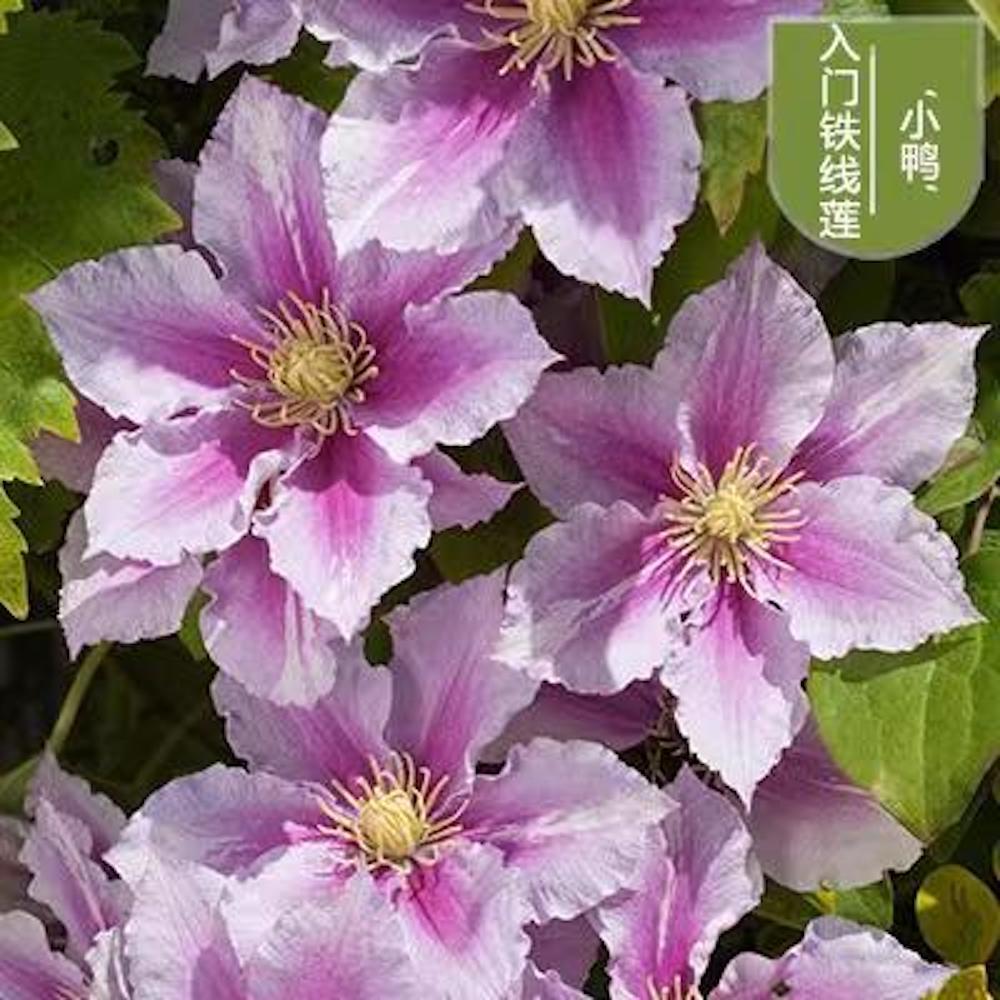 (10) CLEMATIS SEEDS rare exotic climber flower vine garden USA SELLER W/TRACK