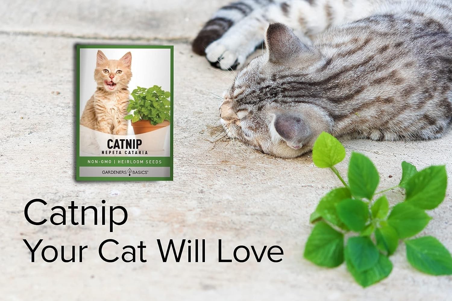 Nepeta Cataria Seeds – Heirloom & Non-GMO for Cat Happiness Indoors or Outdoors