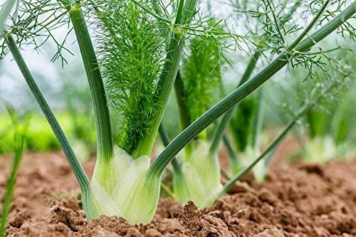 Fennel Seeds, Florence Fennel Seeds, “COOL BEANS N SPROUTS” Brand. Home Gardenin