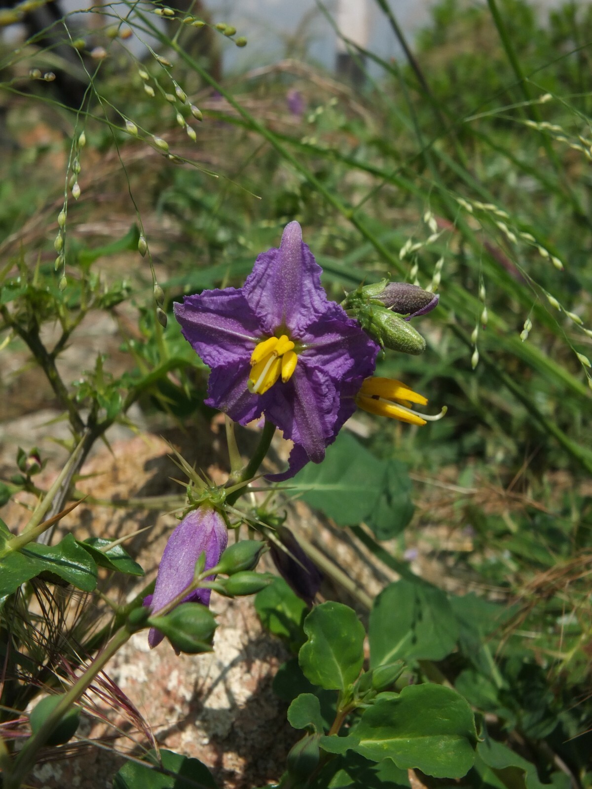 Solanum Virginianum 25 Seeds, Small Shrub Surattense Medicinal Nightshade