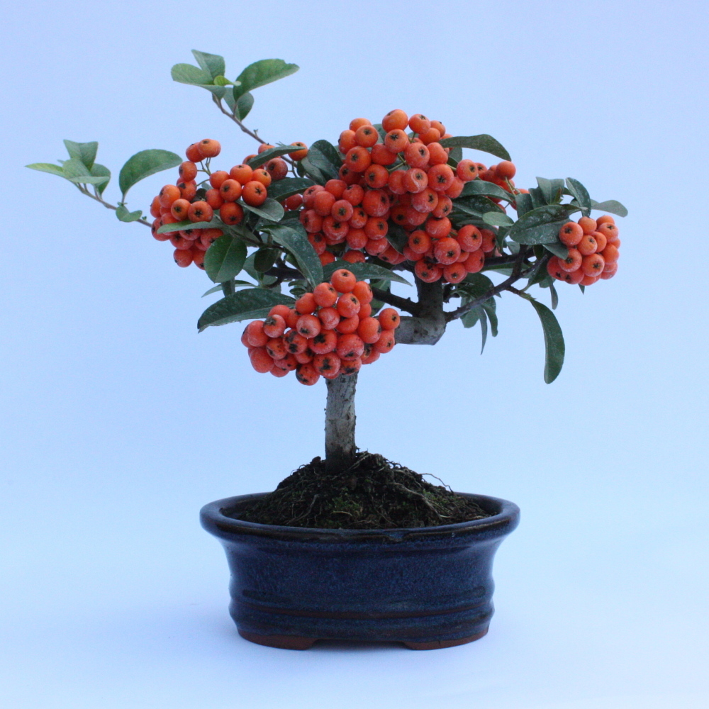 Scarlet Firethorn, Pyracantha coccinea, Shrub Seeds (Fast, Hardy Showy Hedge)