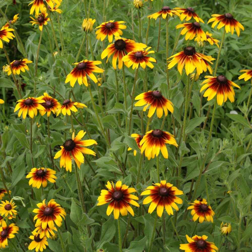 5000 Seeds Rudbeckia Hirta Seeds Gloriosa Daisy Drought Tolerant Wildflower Seed