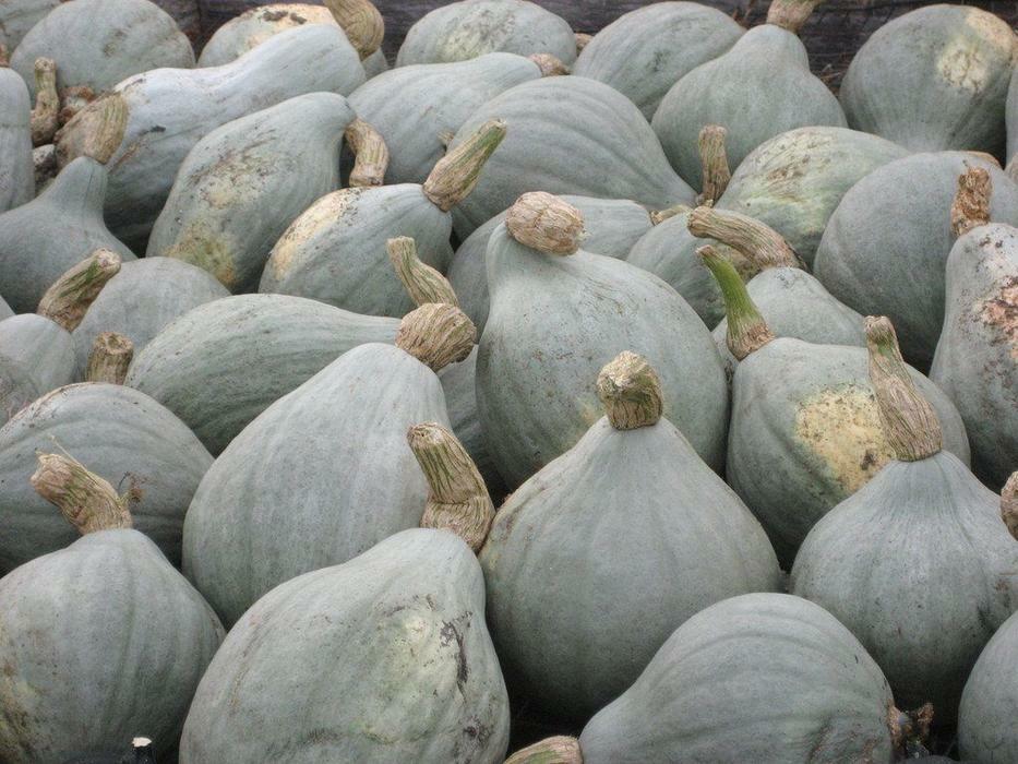 Blue Hubbard Winter Squash Seeds, NON-GMO, New England Blue Hubbard, FREE SHIP