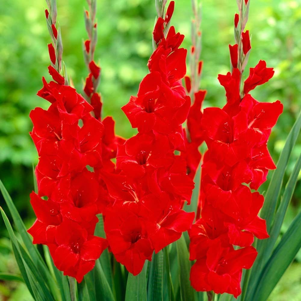10 Gladiolus Flower Bulbs-Spectacular Rainbow Mix(Pack of 10 Lrg Bulbs)Zone 3-10