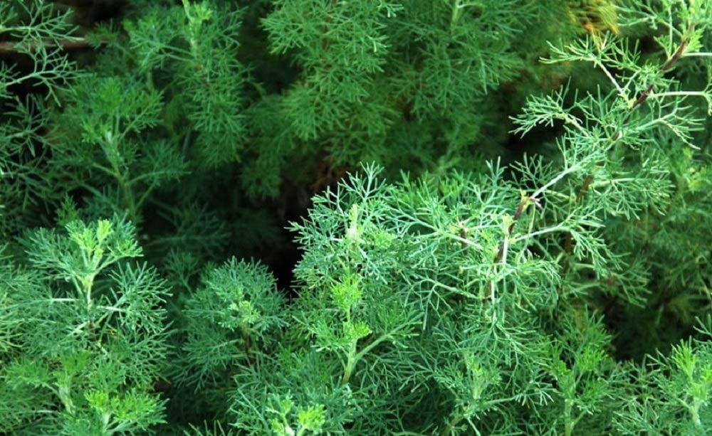 Cumin Spice Seeds ,”COOL BEANS N SPROUTS” Brand. Home Gardening.