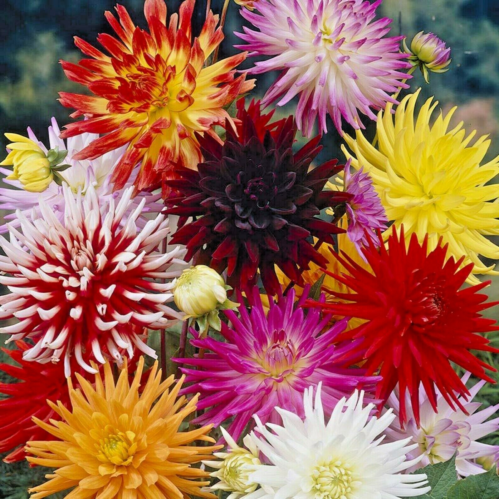 200+ ZINNIA SEEDS CACTUS FLOWER SPRING MIX HEAT DROUGHT TOLERANT BLOOMS BEES USA