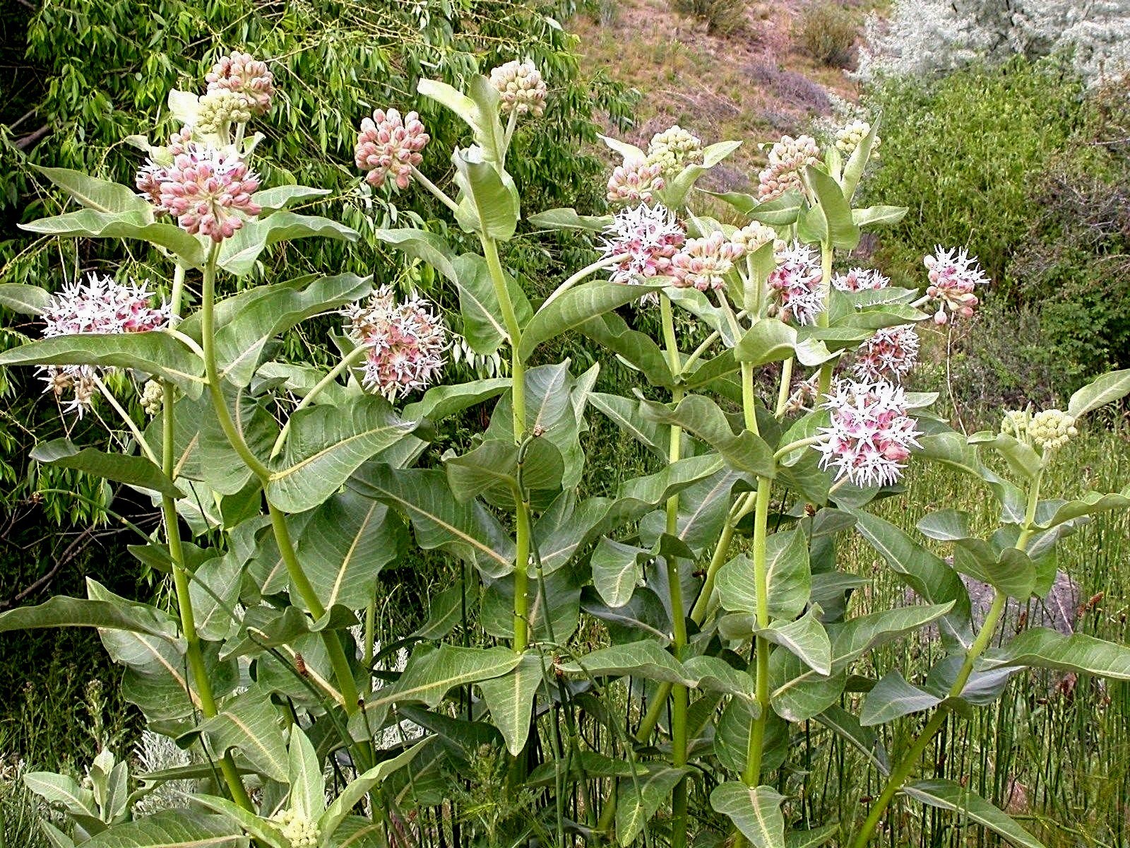 51+SHOWY MILKWEED Seeds Native Wildflower Container Flower Garden Heat Cold Easy