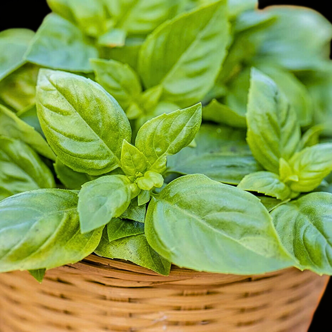 Fresh Italian Sweet Basil Seeds | Heirloom Non-GMO | Fresh Herb Seeds