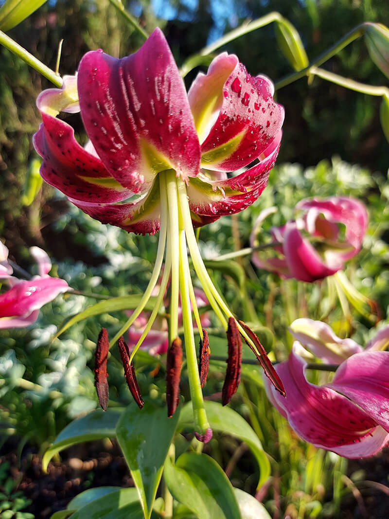 BLACK BEAUTY LILY FLOWER BULBS HARDY 4-7 FT. TALL GIANT LATE SUMMER-FALL BLOOMS!