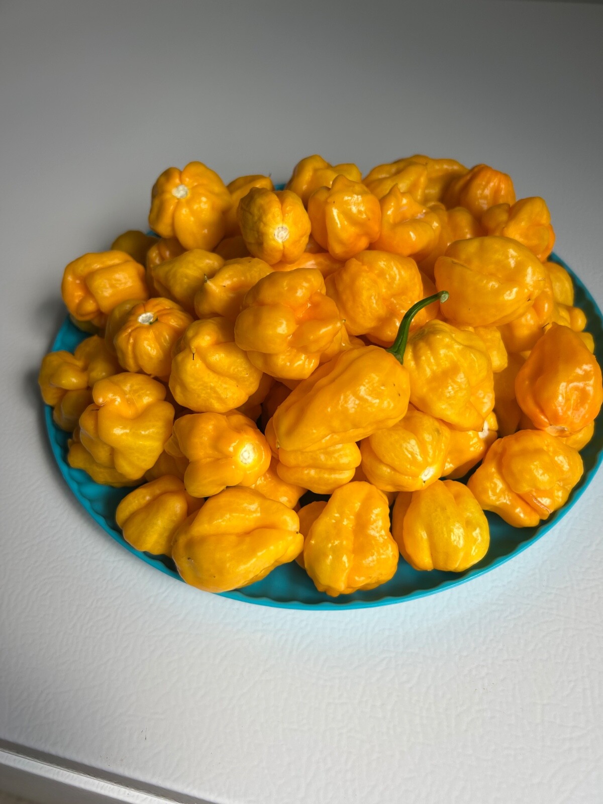 30 Yellow Jamaican Scotch Bonnet pepper seeds Hot