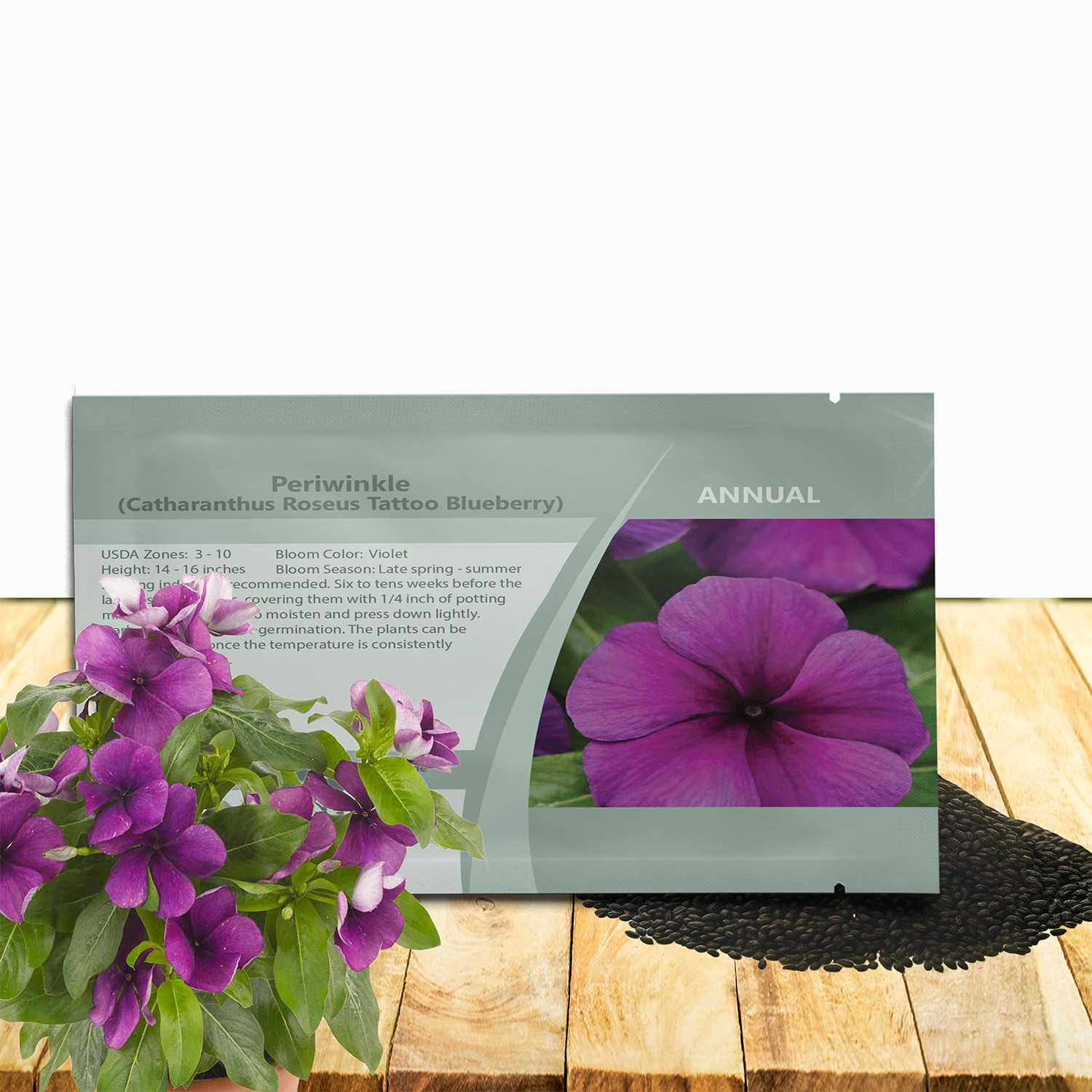 50 Seeds Drought Tolerant Blueberry Violet Purple Periwinkle Vinca Flower Seeds