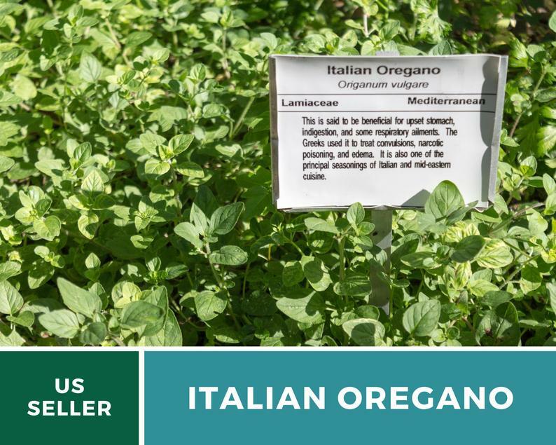 Oregano, Italian – 200 Seeds – Medicinal & Culinary Herb – Heirloom