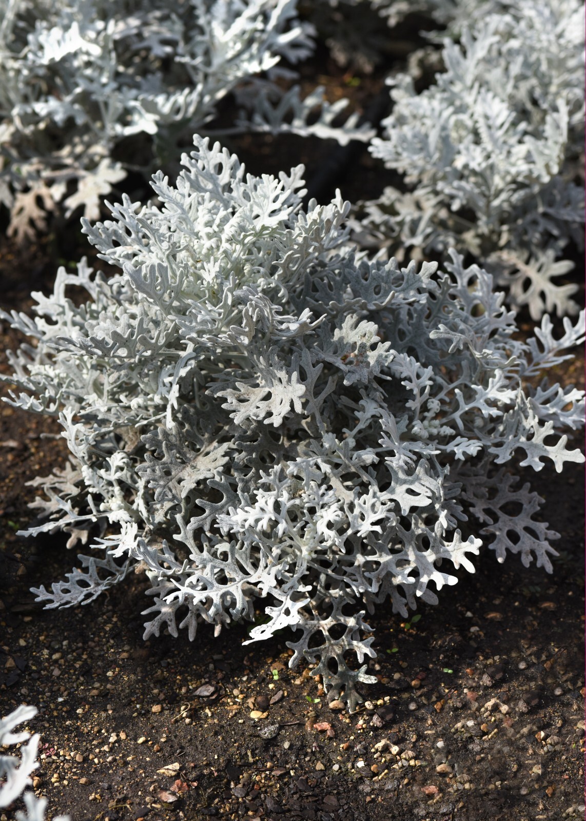 Dusty Miller Silverdust Seeds – 25 Seeds Per Packet, Non-GMO