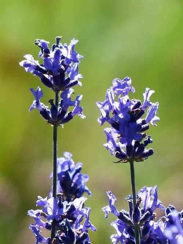 1200+ ENGLISH LAVENDER SEEDS SPRING PERENNIAL HERB MOSQUITO INSECT REPELLENT USA