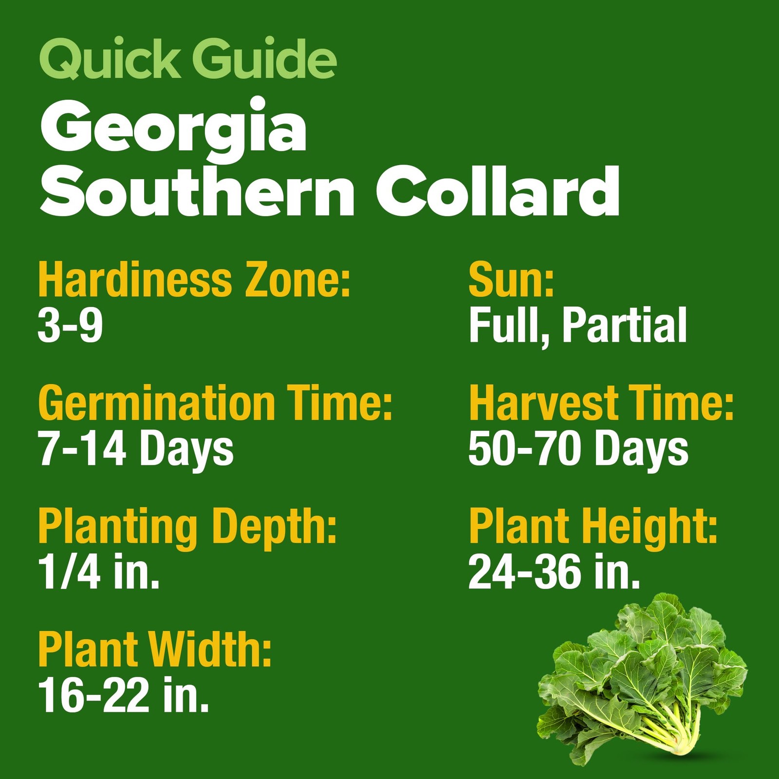 Georgia Southern Collard Green Seeds 600+ Heirloom NonGMO Seeds for Planting,…