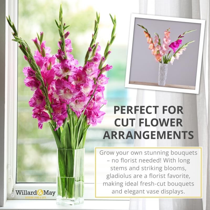 Assorted Gladiolus Flower Bulbs – 100 Count – Perennial Cut Flowers – Fragrant &