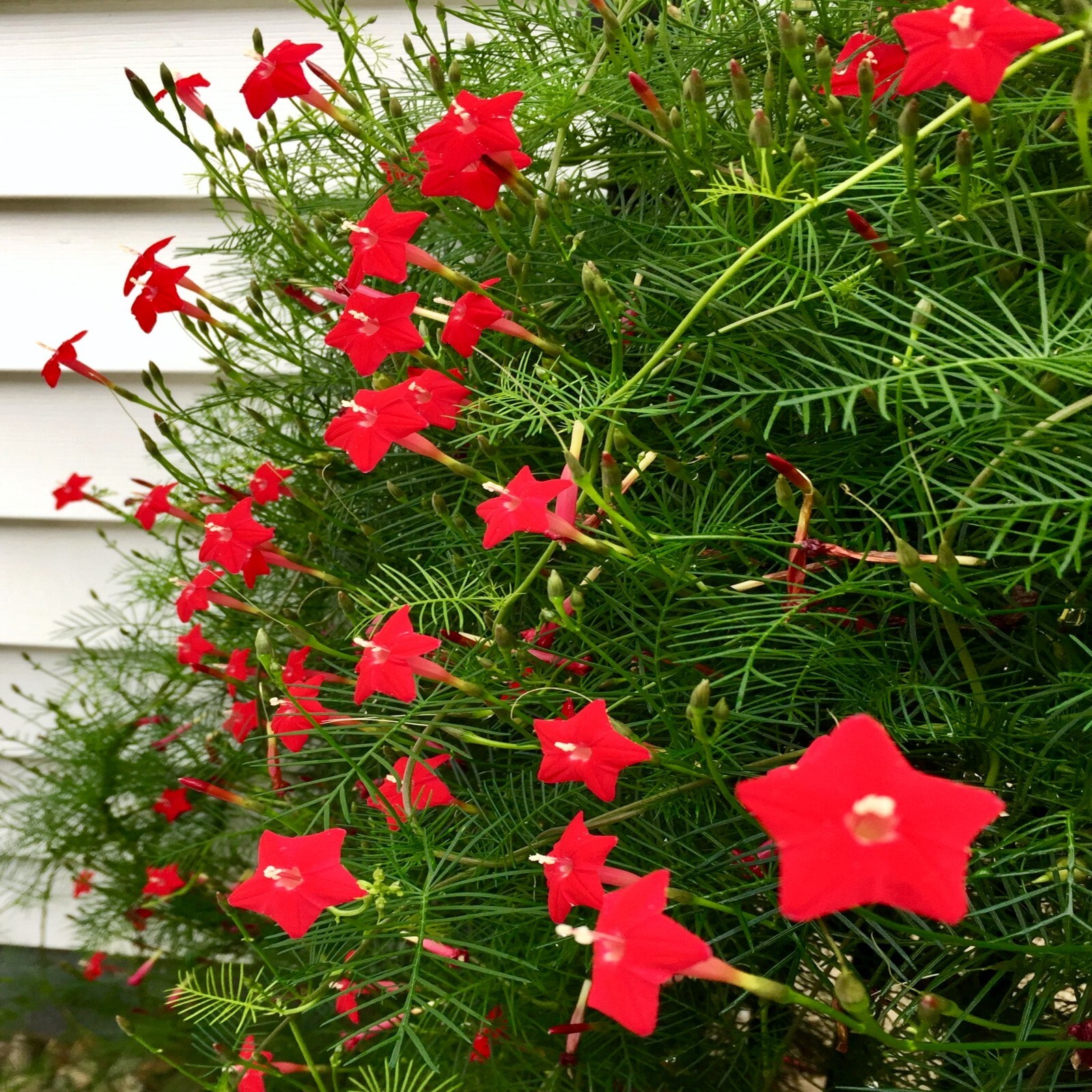 50 STAR GLORY SEEDS Cardinal Creeper Vine Flower Plant Butterflies Hummingbirds