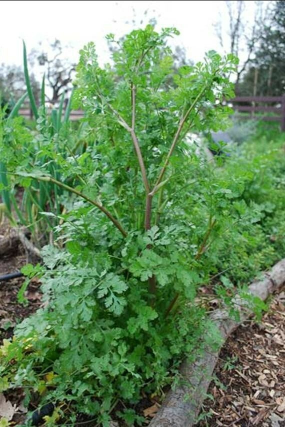 100+ Cilantro/Coriander Seeds Heirloom NON-GMO, Fresh Seeds, Slow-Bolting